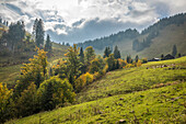 Sheep pasture at the Untere Firstalm above the Spitzingsee, Upper Bavaria, Bavaria, Germany