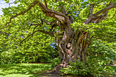 Ancient chestnut tree in Sheffield Park Garden, East Sussex, England