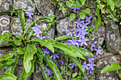 Flowers on old wall in Falmouth, Cornwall, England