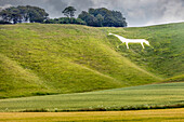 Pferdefigur in der Wiese, Cherill White Horse, Wiltshire, England