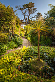 Garten von Longcross Gardens, Port Isaac, Cornwall, England