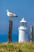 Seagull at Trevose Lighthouse near Padstow, Cornwall, England