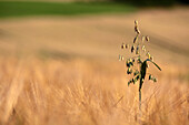 Grain field in the Goldenen Grund near Bad Camberg, Hesse, Germany