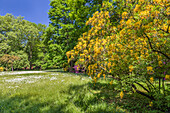 Early summer in the spa gardens of Bad Homburg vor der Höhe, Taunus, Hesse, Germany