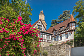 Dog roses at the entrance to Kronberg Castle, Taunus, Hesse, Germany