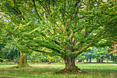 Large old beech tree in the spa gardens of Bad Homburg vor der Höhe, Taunus, Hesse, Germany
