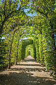 Pergola made of beech trees in the Kleiner Tannenwald park in Bad Homburg, Taunus, Hesse, Germany