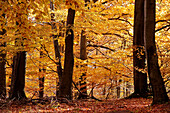 Autumn beech forests in the Rheingau-Taunus Nature Park near Engenhahn, Niedernhausen, Hesse, Germany