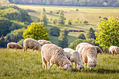 Herd of sheep in the Rheingau-Taunus Nature Park, Niedernhausen, Hesse, Germany