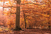 Autumn beech forests in the Rheingau-Taunus Nature Park, Niedernhausen, Hesse, Germany