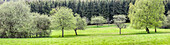 Spring trees in the Rheingau-Taunus Nature Park, Niedernhausen, Hesse, Germany
