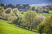 Spring trees in the Taunus near Engenhahn, Hesse, Germany
