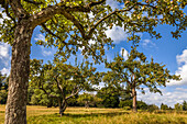 Meadow orchard in summer in Niedernhausen, Hesse, Germany