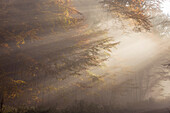 Sunbeams penetrate the fog in the Rheingau-Taunus Nature Park above Engenhahn, Niedernhausen, Hesse, Germany