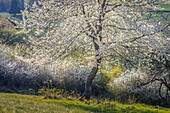 Blühende Bäume oberhalb Engenhahn im Taunus, Niedernhausen, Hessen, Deutschland