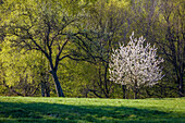 Blossoming trees in the Taunus Forest near Engenhahn, Niedernhausen, Hesse, Germany