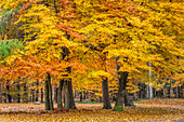 Autumn beech forest in the Rheingau-Taunus Nature Park near Engenhahn, Niedernhausen, Hesse, Germany