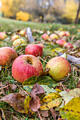 Äpfel auf Streuobstwiese in Engenhahn im Herbst, Niedernhausen, Hessen, Deutschland