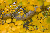 Yellow leaves of the aspen in the Taunus, Niedernhausen, Hesse, Germany