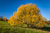 Large old cherry tree in the meadow orchards in Engenhahn in autumn, Niedernhausen, Niedernhausen, Hesse, Germany