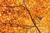 Autumn beech forest in the Rheingau-Taunus Nature Park near Engenhahn, Niedernhausen, Hesse, Germany
