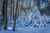 Snow-covered winter forest in the Rheingau-Taunus Nature Park near Engenhahn, Niedernhausen, Hesse, Germany