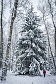 Mighty snowy spruce in the Taunus, Niedernhausen, Hesse, Germany
