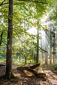 Sonnenstrahlen nach dem Regen in den Taunus-Buchenwäldern bei Engenhahn, Niedernhausen, Hessen, Deutschland