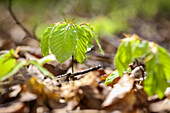Young beech sprout in the Taunus, Niedernhausen, Hesse, Germany
