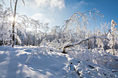 Snowy winter forest in the Rheingau-Taunus Nature Park near Engenhahn, Niedernhausen, Hesse, Germany