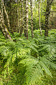 Birch and fern forest in the Rheingau-Taunus Nature Park near Engenhahn, Niedernhausen, Hesse, Germany