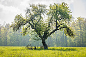 Großer, alter Baum im Naturpark Rheingau-Taunus bei Engenhahn, Niedernhausen, Hessen, Deutschland