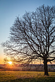Oak tree at sunset in the Rheingau-Taunus Nature Park near Engenhahn, Niedernhausen, Hesse, Germany