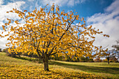 Autumnal orchard in the Rheingau-Taunus Nature Park near Engenhahn, Niedernhausen, Hesse, Germany