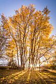 Herbstlicher Pappelhain im Naturpark Rheingau-Taunus bei Engenhahn, Niedernhausen, Hessen, Deutschland