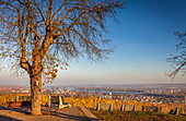 View from Schloss Johannisberg on Mittelheim, Rheingau, Hesse, Germany