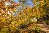 Autumn forest path in the Fürstenlager State Park, Bensheim, southern Hesse, Hesse, Germany