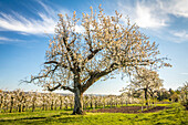 Blühende Kirschbäume bei Frauenstein, Wiesbaden, Hessen, Deutschland