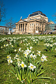 Narcissus meadow in front of the State Theater, Wiesbaden, Hesse, Germany