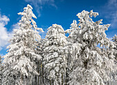 Snow-covered spruces on the Kahler Asten (841 m) near Winterberg, Sauerland, North Rhine-Westphalia, Germany