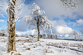 Snow-covered beech trees at Kahler Asten (841 m) near Winterberg, Sauerland, North Rhine-Westphalia, Germany