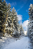 Hiking trail in the winter forest at Kahler Asten near Winterberg, Sauerland, North Rhine-Westphalia, Germany