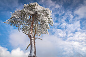 Snow-covered pine at Kahler Asten (841 m) near Winterberg, Sauerland, North Rhine-Westphalia, Germany