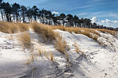 Dunes at the beach of Zingst, Mecklenburg-West Pomerania, Northern Germany, Germany