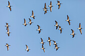Wild geese in flight near Zingst, Mecklenburg-West Pomerania, Northern Germany, Germany