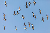 Wildgänse im Flug bei Zingst, Mecklenburg-Vorpommern, Norddeutschland, Deutschland