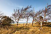Wind-bent trees at Darsser Ort lighthouse, Mecklenburg-West Pomerania, Northern Germany, Germany