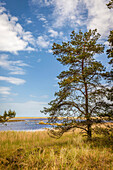 Western Pomerania Lagoon Area National Park, Mecklenburg-Western Pomerania, Northern Germany, Germany