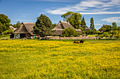 Thatched farm with flowering meadow in Ahrenshoop, Mecklenburg-West Pomerania, Northern Germany, Germany