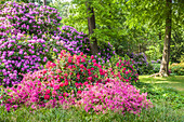 Rhododendron-Garten in Graal-Müritz, Mecklenburg-Vorpommern, Norddeutschland, Deutschland